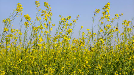 Yellow flowers of rape in the field on a background of blue sky