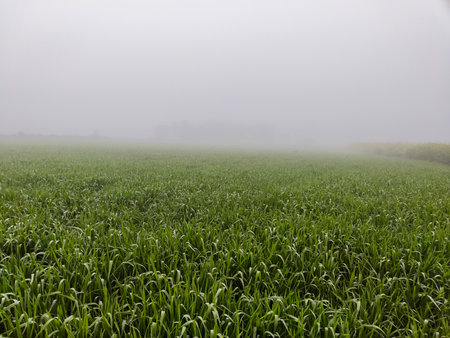 Green wheat plants field in a foggy morning, Indiaの写真素材
