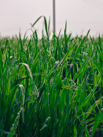 Green wheat plants with dew drops in the early morning in the field