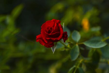 Red Rose background.の写真素材