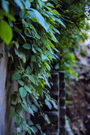 Green Leafの写真素材