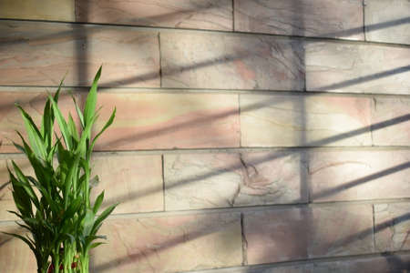 Bamboo plant with sun lightの写真素材