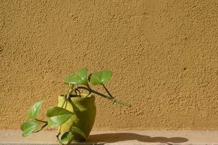 Money plant in yellow mud pot in a morning sunlightの写真素材