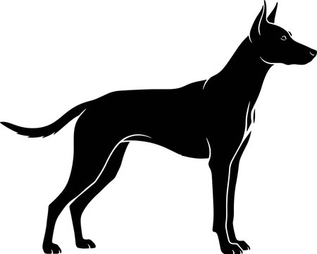 Doberman Terrier.Vector illustration ready for vinyl cutting.のイラスト素材