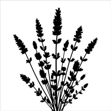 Lavender flowers silhouette isolated on white background. Vector illustration.のイラスト素材