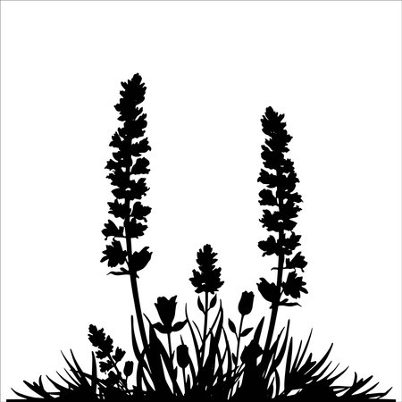Silhouette of lavender flowers on white background. Vector illustration.のイラスト素材