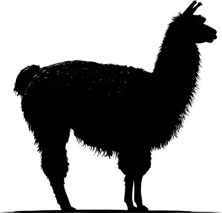 Vector image of an alpaca on white background. Symbol of Peru.のイラスト素材