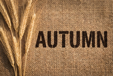 Text AUTUMN and wheat ears on burlap background. Toned.の素材