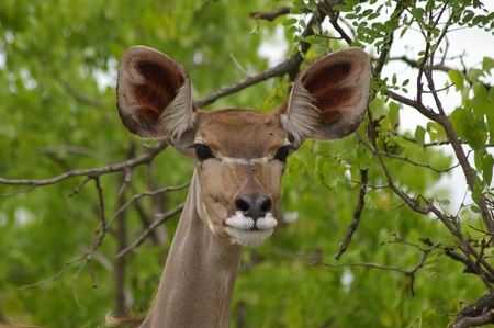 Female kudu antelopeの写真素材