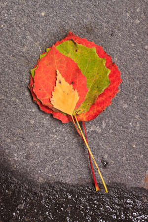 Colorful fallen autumn leaves