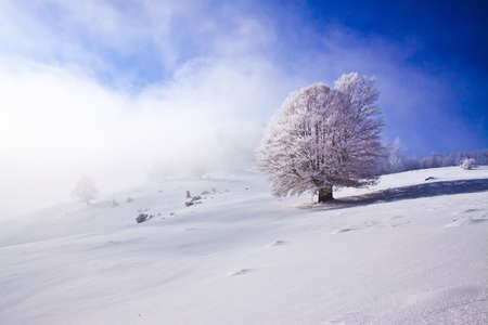 Snowy landscape with snow covered tree