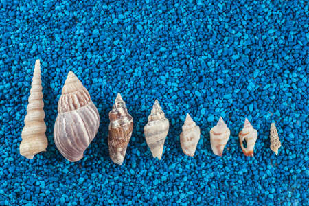 Oister and seashells aranged on blue background