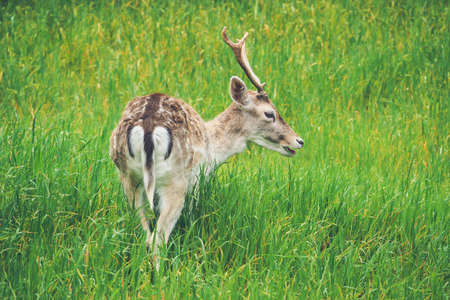 Deer eating grass in wildernessの写真素材