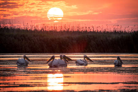 Delta Dunarii, Romaniaの写真素材