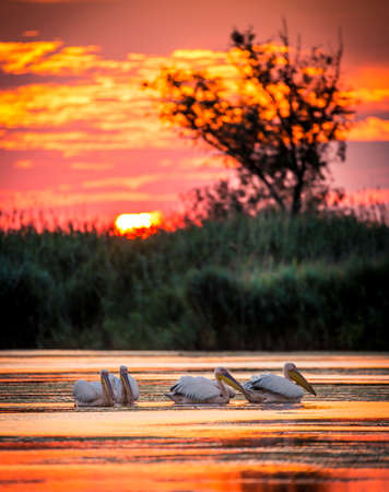Pelicans at sunrise in Danube Delta, Romaniaの写真素材
