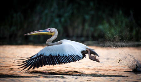 Pelican Flying in Danube Delta Romaniaの写真素材
