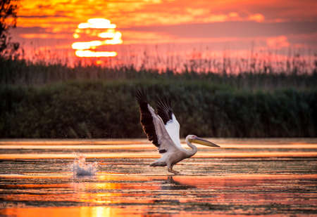 Pelicans flying at sunrise in Danube Delta, Romaniaの写真素材