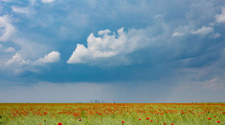 Poppies field with industrial background and dramatic clouds panoramic viewの写真素材