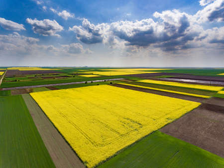 Crop fields with soybean. Aerial view from a drone.