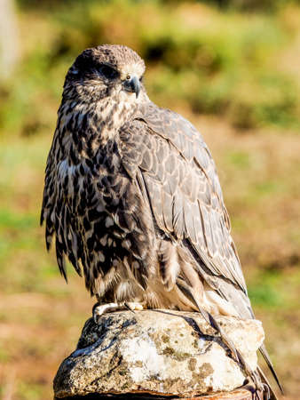 Bird of prey hunting closeup outdoor shot. Birds of prey are found in many countries but can also be...