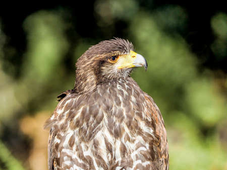 Bird of prey closeup hunting and looking for food in the forest