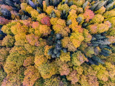 Autumn Forest Aerial Viewの写真素材