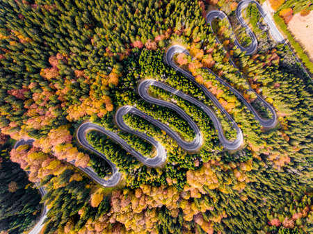 Aerial View of a Winding Road trough the Forest