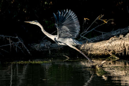 Gray Heron flying in the Danube Delta Romaniaの写真素材