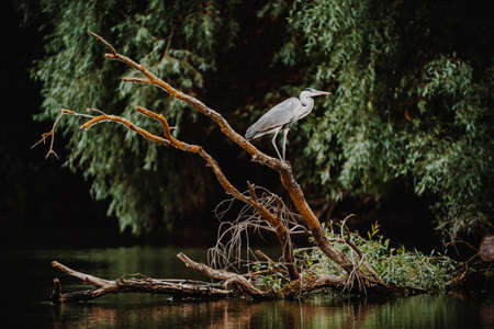 Danube Delta Gray Heron birdの写真素材
