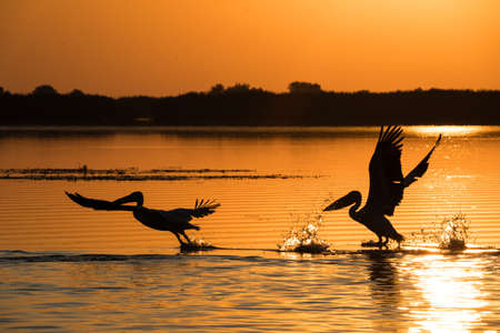 Pelicans at sunrise in Danube Deltaの写真素材