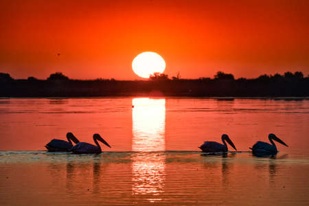 Pelican colony at sunrise in Danube Delta Romaniaの写真素材