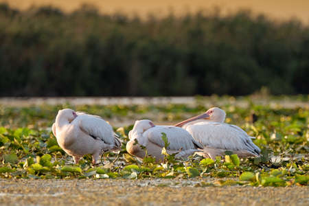 Sleeping Pelicans in Danube Deltaの写真素材
