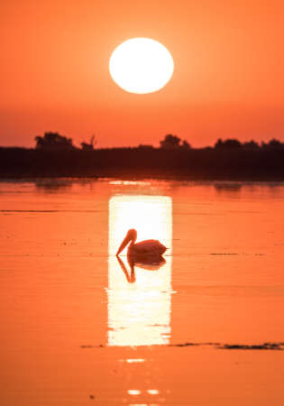 Pelican at sunrise in the Danube Delta, Romaniaの写真素材