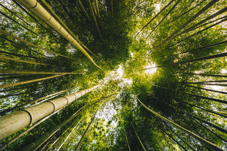 Bamboo forest Arashiyama near Kyoto, Japanの写真素材