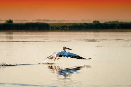 White Pelican (Pelecanus onocrotalus)の写真素材