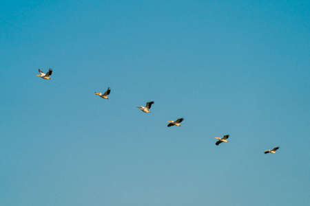 Pelicans flying in the Danube Deltaの写真素材