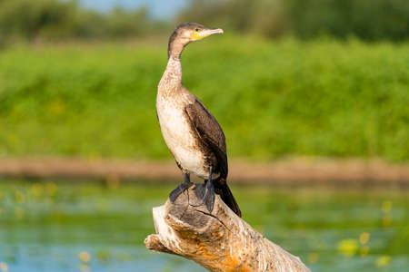 Danube Delta wildlife bird Black Cormorantの写真素材