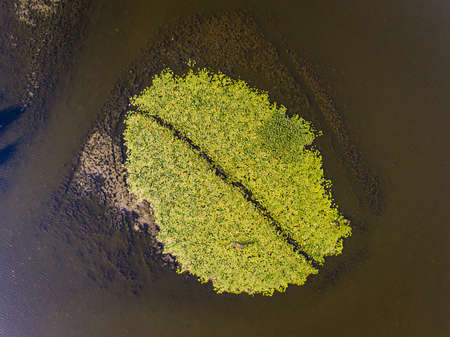 Danube Delta vegetation as seen from above aerial viewの写真素材