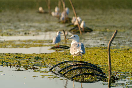 Seagull standing on fishing nets in Danube Delta