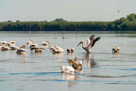 Pelican colony in Danube Delta Romaniaの写真素材