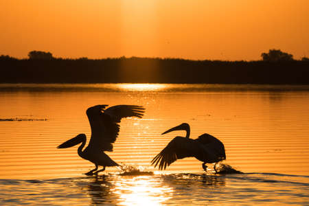 Pelicans at sunrise in Danube Deltaの写真素材