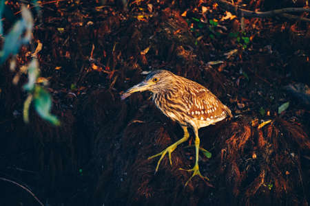 Squacco Heron (Ardeola ralloides) in Danube Delta, Romaniaの写真素材