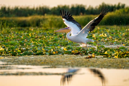 Pelican flying over water at sunset in the Danube Deltaの写真素材
