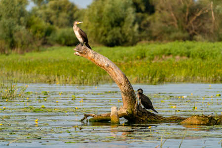 Black Cormorant in the wild in Danube Delta, Romaniaの写真素材