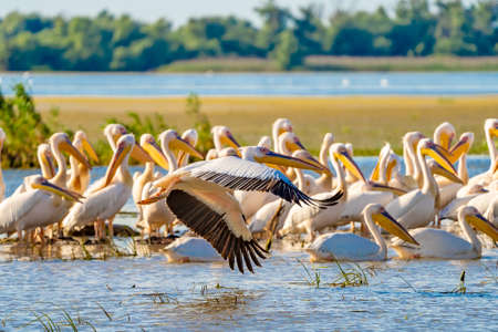 Great White Pelican colony sighted in the Danube Deltaの写真素材