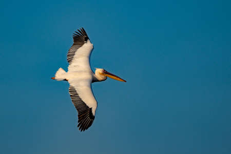 The Great White Pelican (Pelecanidae) flying in the Danube Delta, Romaniaの写真素材
