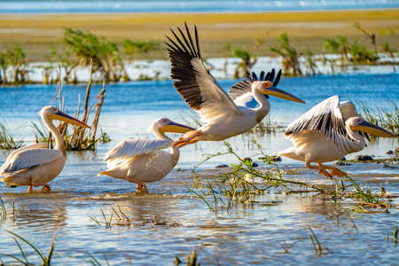 Birdwatching in Danube Delta. The Great White Pelican flying over a Pelican colony at Fortuna Lakeの写真素材