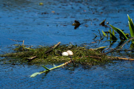 Bird nest and eggs on water in Danube Deltaの写真素材