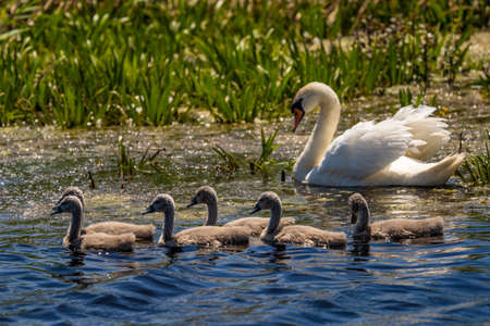 White Swan family and cygnets in Danube Deltaの写真素材