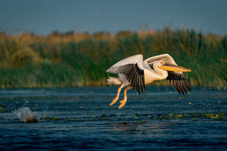The Great White Pelican (Pelecanidae) flying in the Danube Delta, Romaniaの写真素材